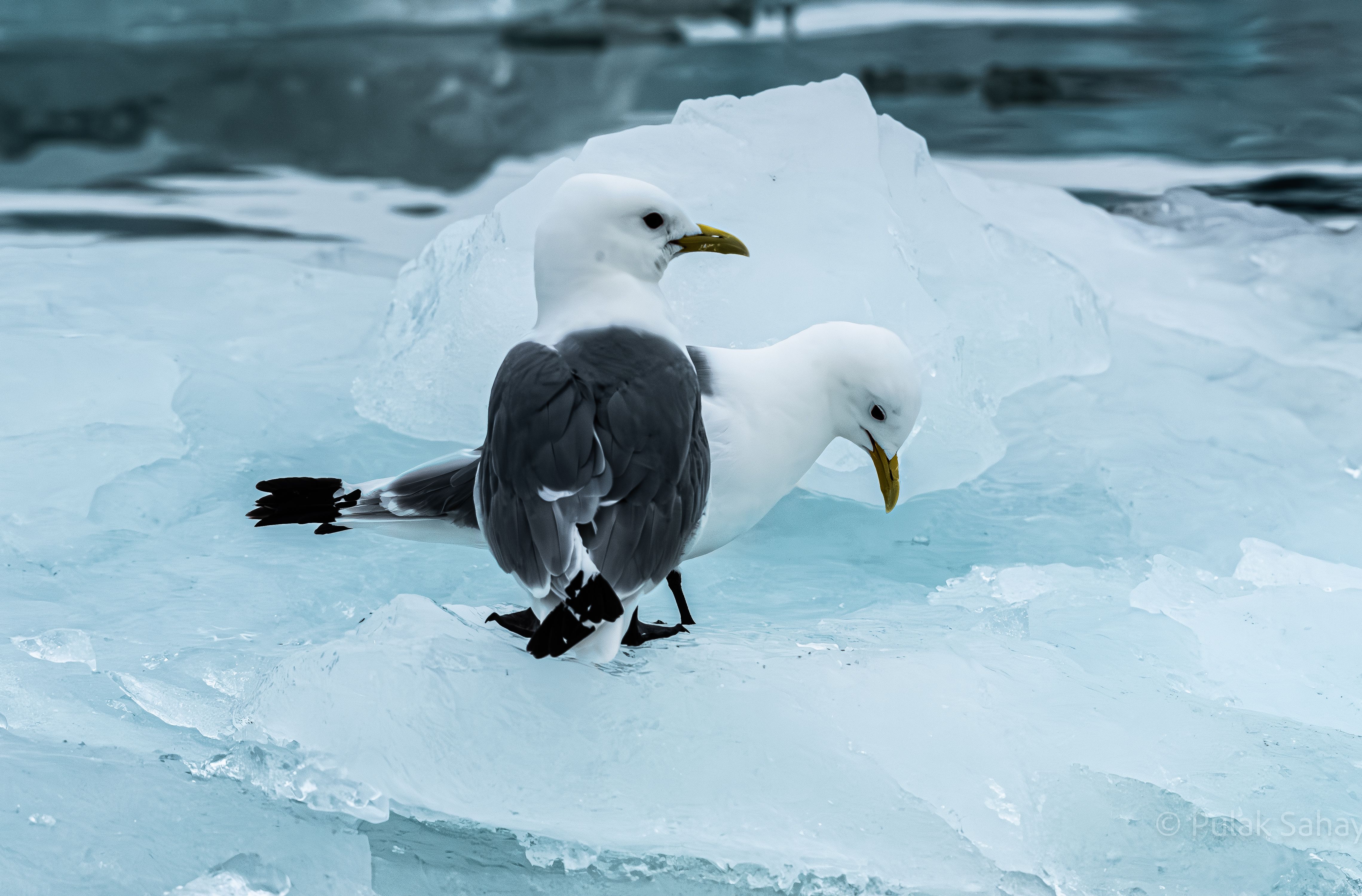 Gulls watching at 3 o'clock